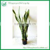 Sansevieria Bonsai for Maket thumbnail-2
