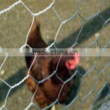 Galvanized Bird Cage Chicken Wire Mesh