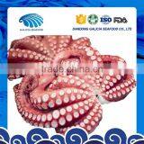 Fresh Frozen Large Octopus From Steady Manufacturer thumbnail-1