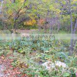 Lower Hirafu Land 155-211 thumbnail-1