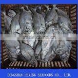 Frozen Butterfish,IQF