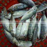 Sea Products Frozen Horse Mackerel Fish