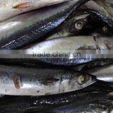 Fresh Hot Sale Frozen Mackerel Fish For Canned thumbnail-1