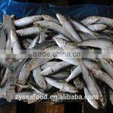 Wholesale Small Size Frozen Sardina Fish thumbnail-1