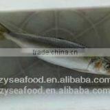Frozen Sardine Fish for Can thumbnail-1