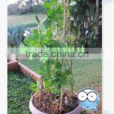 Round Bamboo Sticks for Incenses thumbnail-5