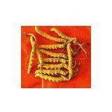 Cordyceps P.E. Sweetyhuir(at)hotmail(dot)com thumbnail-1