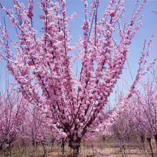 Price of 3 - Centimeter Mei Flowering Plum, Affordable, Guarantee Survival Rate thumbnail-1