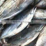 Salt Water Frozen Skipjack Tuna Fish thumbnail-3
