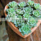 Heart Shpaed Terracotta Garden Pots thumbnail-3