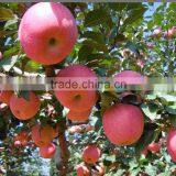 Fresh Fuji Apple With Best Price China Fuji Apple thumbnail-1