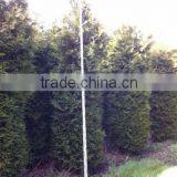 Thuja Brabant Occidentalis A Quality