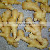 Fresh Washed Ginger thumbnail-5