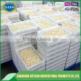 Fresh Garlic Clove thumbnail-4