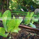 Inline Drip Line for Drip Irrigation System thumbnail-3
