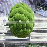 Q111925 China Wholesale Plastic Artificial Moss Home Decoration Moss Ball thumbnail-6