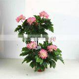 SJ3000102 Indoor Bonsai Peony Flower Plant Plastic Tree thumbnail-4