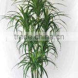 Office Decorative Green Plants thumbnail-2