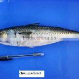 FRESH Frozen Chub Mackerel thumbnail-1