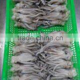 Frozen Fresh BQF Squid Head no Chemical Treated in Sale thumbnail-5