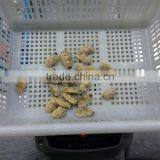 Mix of Seafood thumbnail-5