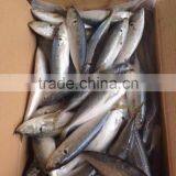 Pacific Mackerel thumbnail-1