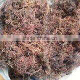 Sell Gracilaria, Eucheuma Spinosum And Eucheuma Cottoni Seaweed thumbnail-5