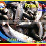FROZEN MARUADSI WHOLE ROUND (ROUND SCAD) thumbnail-3