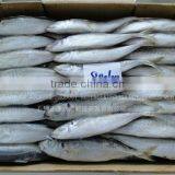 IQF Frozen Horse Mackerel Fish thumbnail-1