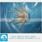 Frozen Argentina Illex Squid Tentacles thumbnail-1