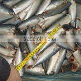 Frozen Mackerel HGT thumbnail-1