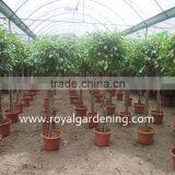 Ficus Benjamina Five Braid Shape thumbnail-2