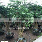 Heteropanax Fragrans High 1-2m thumbnail-6