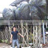 Ficus Cage Shape Square Shape thumbnail-1