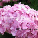 High-class Fresh Cut Flowers Colombia Silk Vision Flowers Wholesale Kunming Flower Exporter From Rolane thumbnail-6