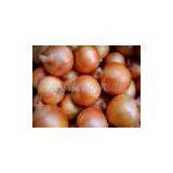 Onion,onion Supplier,Chinese Onion,fresh Onion,yellow Onion thumbnail-2