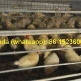 Tajikistan Chicken Farming With Poultry Cage for Chicken Feed for Brooding Chicks in Poultry Farming With Chicks Cage