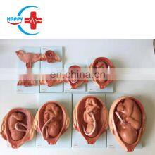 HC-S345 Advanced Vivid Embryo Development Process Model/Fetus Development Model for Teaching thumbnail-3