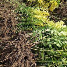 in the Shuyang Area, the Price of Centimeter-sized Golden Privet Seedlings is Cheap and the Survival Rate is High. thumbnail-4