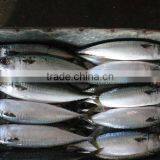 100-200g Mackerel New Fresh Frozen Seafish Pacific Mackerel/Scomber Japonicus W/R From China