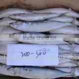 Pacific Mackerel Scomber Japonicus/Scomber Scombrus