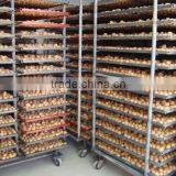 Shell Breaking Machine thumbnail-2