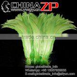 Leading Supplier CHINAZP Bulk Sale 35-40cm Length Cheap Colored Green Fully Dyed Rooster Chicken Feathers thumbnail-1