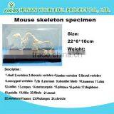 Mouse Skeleton Preserved Model Skeleton for Teaching and Medical for Agriculture