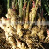 Fresh Ginger/market Prices for Ginger/dried Ginger Bulk Fresh Ginger thumbnail-2