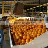 New Crop Fresh Naval Orange thumbnail-2