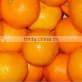 Pakistan Common Fresh Mandarin Orange