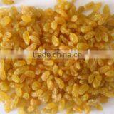 Golden Raisin thumbnail-1