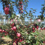 Fresh Fruit Chinese Gala Apple thumbnail-4