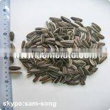 Wholesale Delicious Sunflower Seeds thumbnail-3